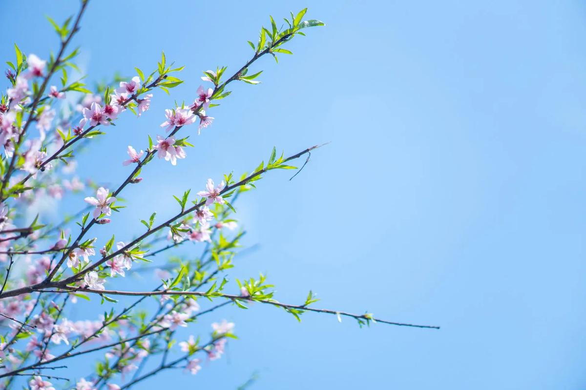 针对关于全国部分省份执行广东联盟双氯芬酸等批次采购中选结果和陕西十四（区、兵团）药品集中带量采购落地执行的通知